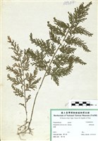 藏品(密葉卷柏)的圖片